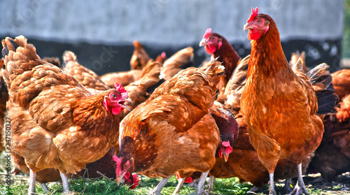 Kurczaki na tradycyjnej fermie drobiu na wolnym wybiegu