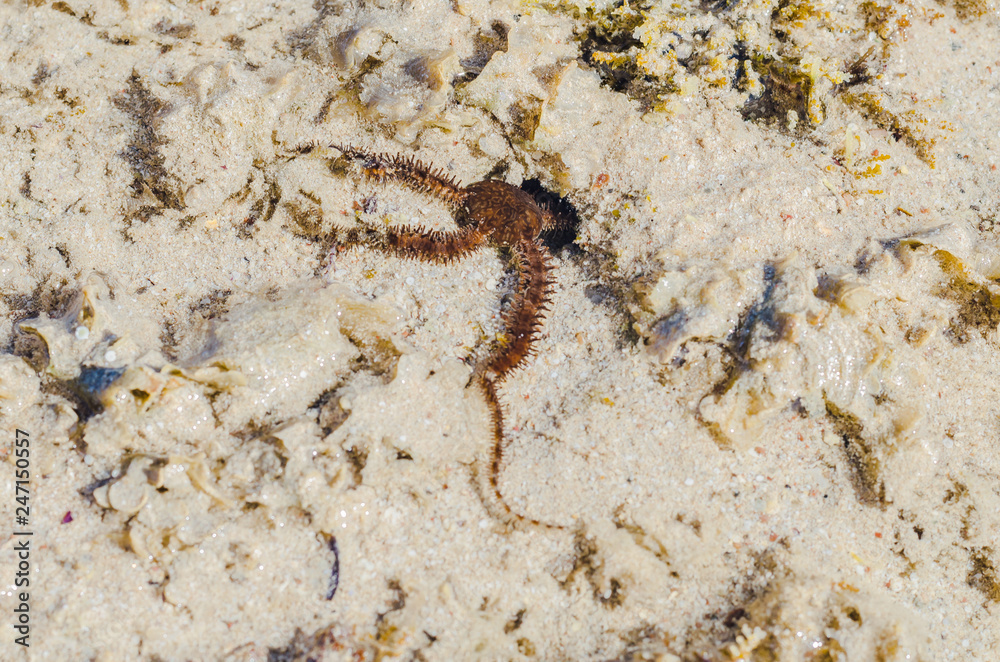 Starfish in the shallow waters of the coral reef during low tide on red sea a Sunny day is heated Starfish in the shallow waters of the coral reef during low tide on red sea a Sunny day is heated