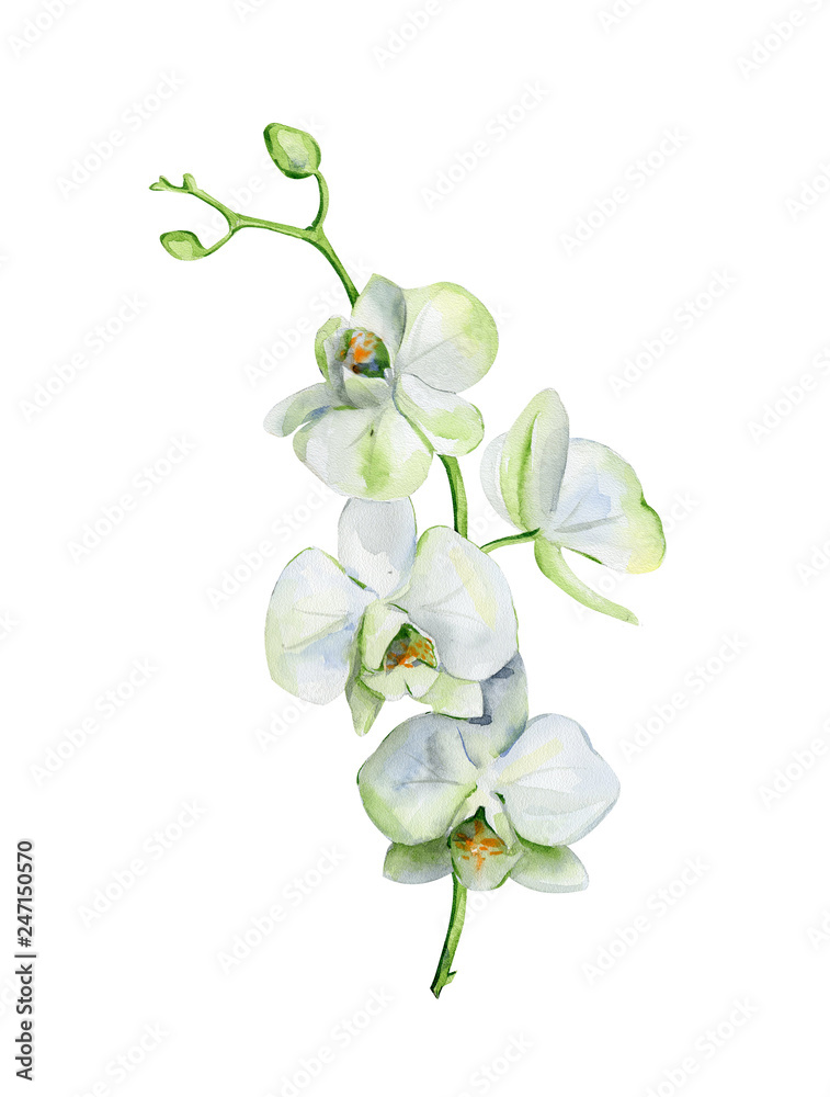 Watercolor of white orchid flower isolated on white background. Hand