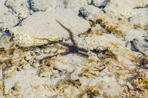 Starfish in the shallow waters of the coral reef during low tide on red sea a Sunny day is heated