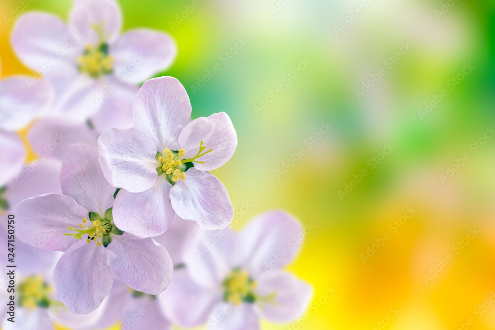 Blossoming branch apple. Blossoming branch apple.
