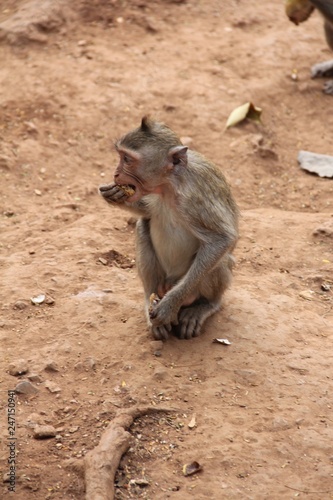 macaque