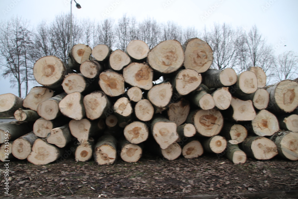 Tree trunks on a pile after stub down sawing at the Hoofdweg in Nieuwerkerk aan den IJssel in the Netherlands Tree trunks on a pile after stub down sawing at the Hoofdweg in Nieuwerkerk aan den IJssel in the Netherlands
