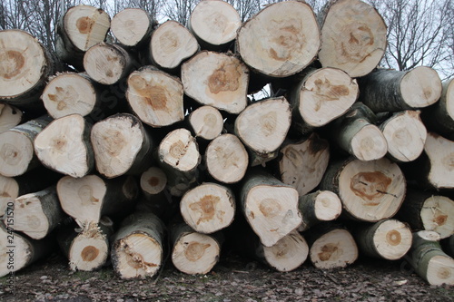 Tree trunks on a pile after stub down sawing at the Hoofdweg in Nieuwerkerk aan den IJssel in the Netherlands