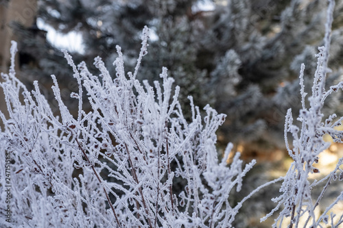 frost on the branches © Alexey