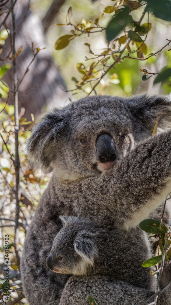 Fototapeta premium Koala Bear with her Baby 