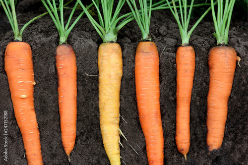 juicy fresh carrots in the context of the soil