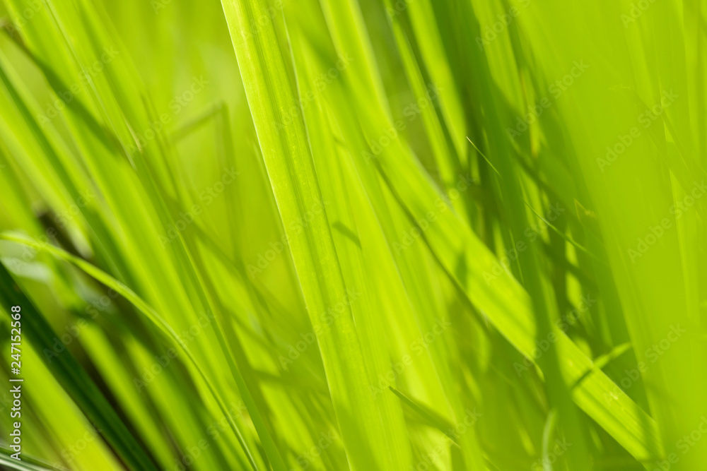 Closeup of nature leaves green blur. In the spring Under the morning light. Use as background and wallpapers. Closeup of nature leaves green blur. In the spring Under the morning light. Use as background and wallpapers.