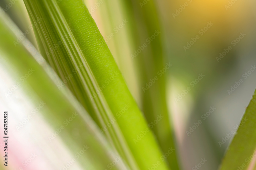 Closeup of nature leaves green blur. In the spring Under the morning light. Use as background and wallpapers. Closeup of nature leaves green blur. In the spring Under the morning light. Use as background and wallpapers.