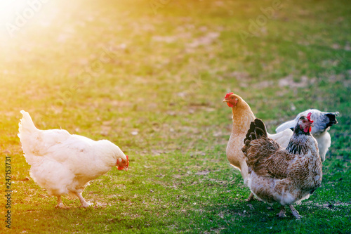 Three grown healthy white and brown hens on green grass outside in rural yard on old wooden barn wall backgroundspring on bright sunny day. Chicken farming, healthy meat and eggs production concept. photo