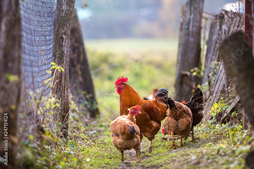 Fototapet Flock of two red hens and rooster outdoors on bright sunny day on blurred colorful rural background
