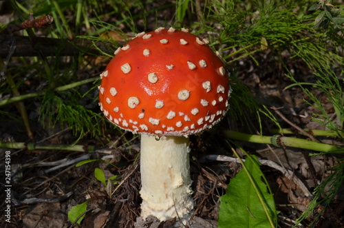 fly agaric red in the forest