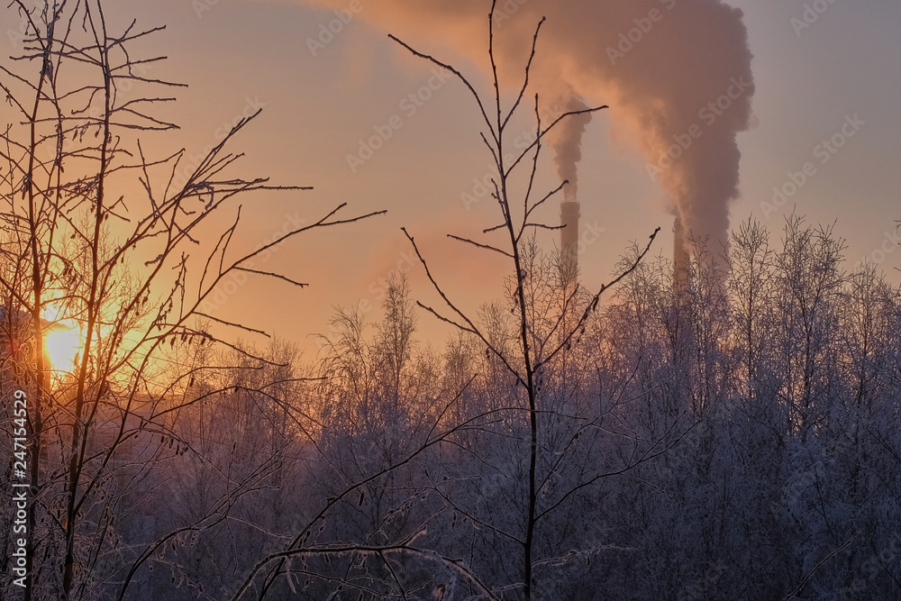 Obraz premium sunset in forest