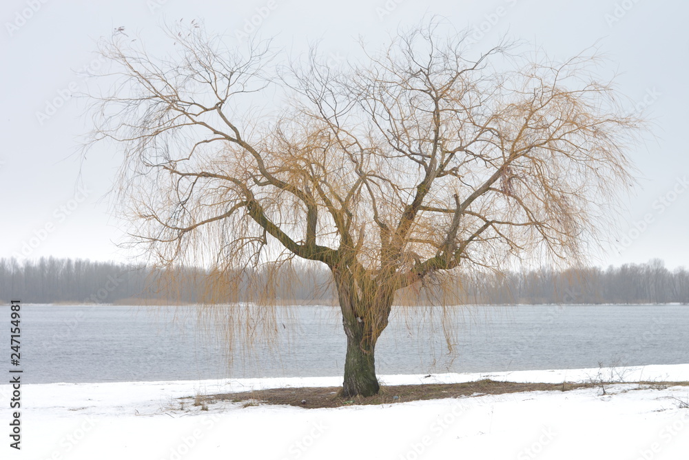 Fototapeta premium Winter beautiful tree on the beach