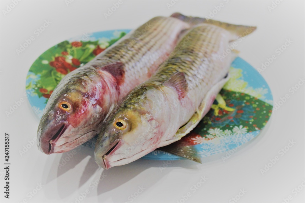  Two large mullet cooked for frying for Easter are on a color dish