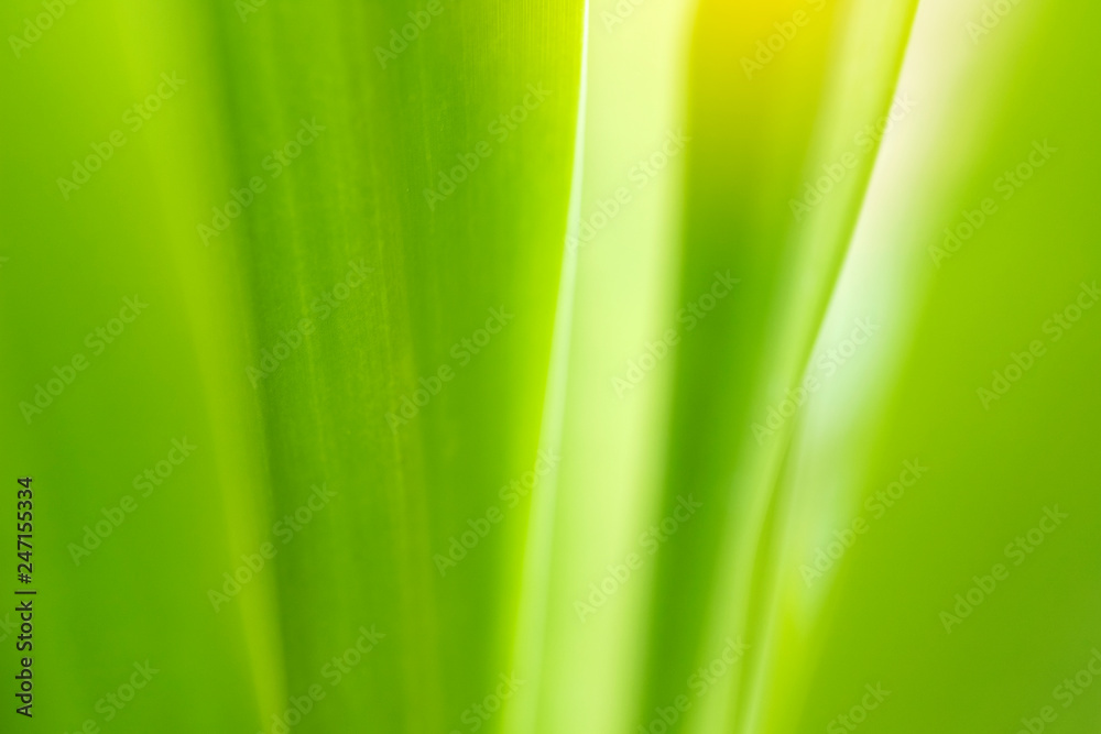 Closeup of nature leaves green blur. In the spring Under the morning light. Use as background and wallpapers. Closeup of nature leaves green blur. In the spring Under the morning light. Use as background and wallpapers.