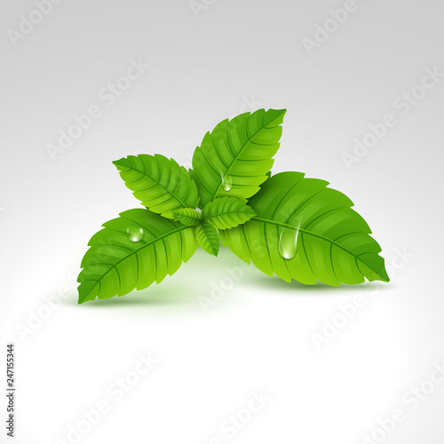 Fresh mint leaf. Vector menthol healthy aroma. Herbal nature plant. Spearmint green leafs