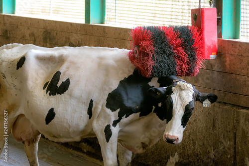 A black and white milk cow scratching her back on an electric back scratcher in a barn. The back scratcher is a black and red brush that spins when the cow walks under it.