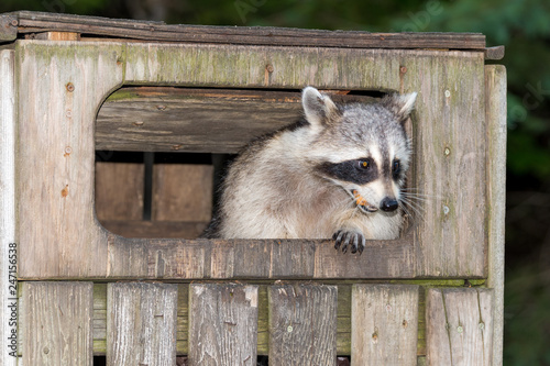 A raccoon in a wooden garbage bin.The bin has a flap in the front which is held open by the raccoon. He has food in his mouth.