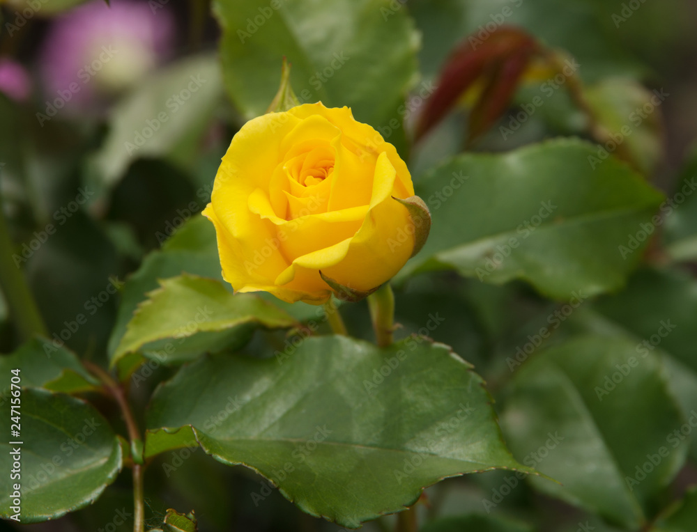 beautiful shrub roses in the garden