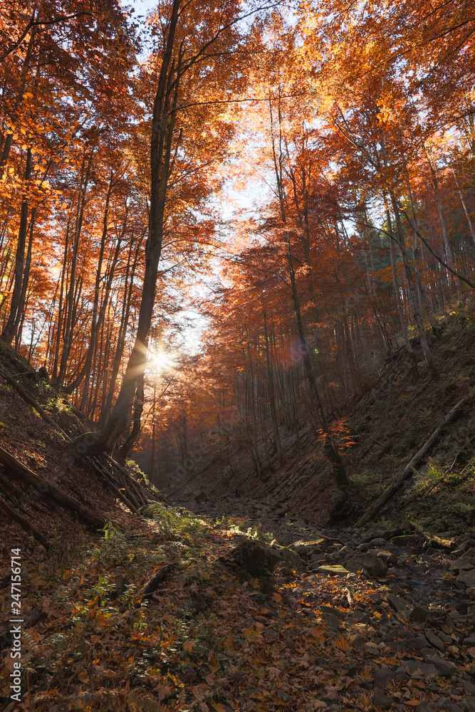 beech forest autumn mountains