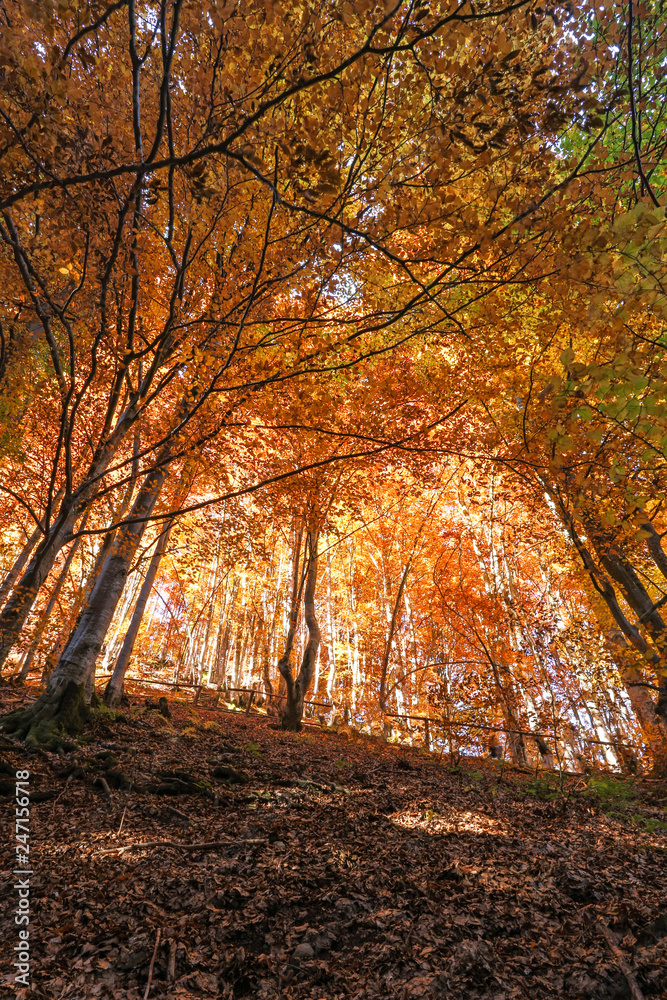 beech forest autumn mountains