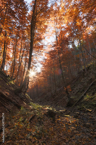 beech forest autumn mountains
