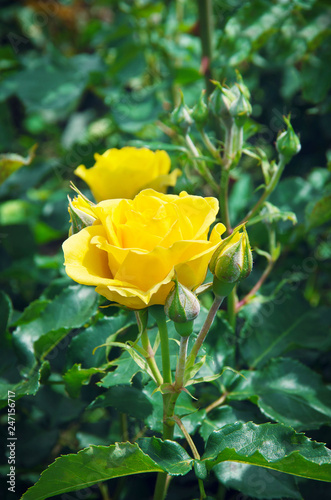 beautiful shrub roses in the garden photo