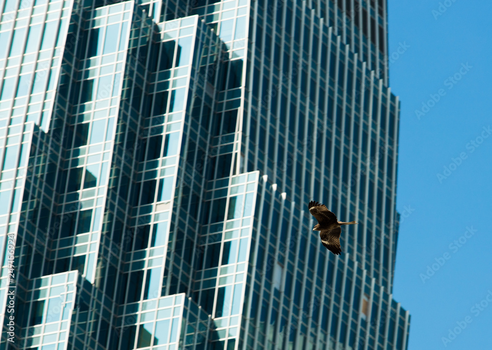 Black Harris Hawk fly during day time under Sun shine along Business area building with glass decoration blue sky. Wildlife Bird Predator flying over cityscape and nest in high tower Black Harris Hawk fly during day time under Sun shine along Business area building with glass decoration blue sky. Wildlife Bird Predator flying over cityscape and nest in high tower