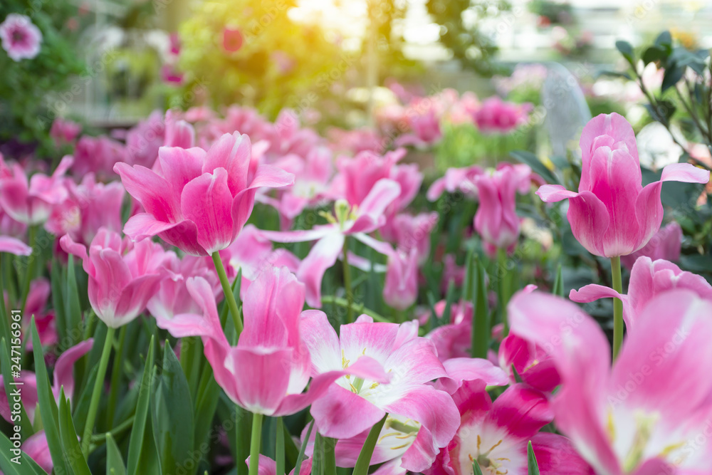 Pink tulips flower blooming blossom with sunshine morning in the botanic garden. Pink tulips flower blooming blossom with sunshine morning in the botanic garden.