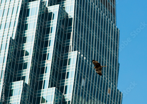 Black Harris Hawk fly during day time under Sun shine along Business area building with glass decoration blue sky. Wildlife Bird Predator flying over cityscape and nest in high tower