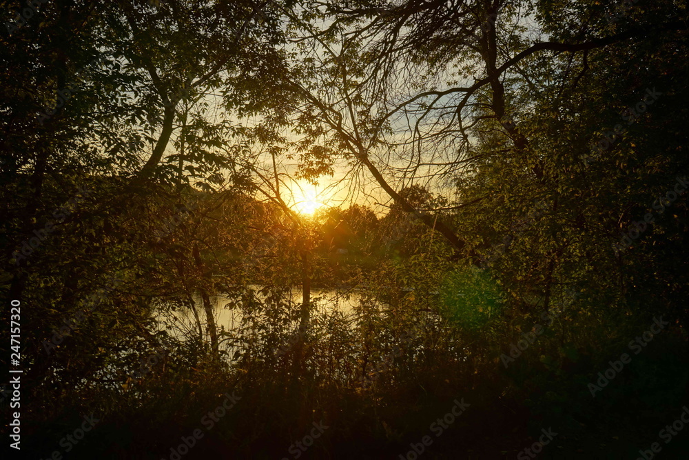 Naklejka premium sunset in forest