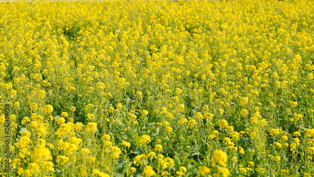 Nanohana(yellow flower) field, Minami Izu, Shizuoka, Japan Nanohana(yellow flower) field, Minami Izu, Shizuoka, Japan