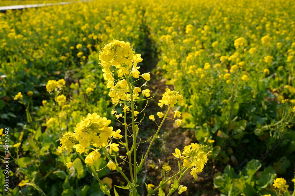 Obraz premium Nanohana(yellow flower) field, Minami Izu, Shizuoka, Japan