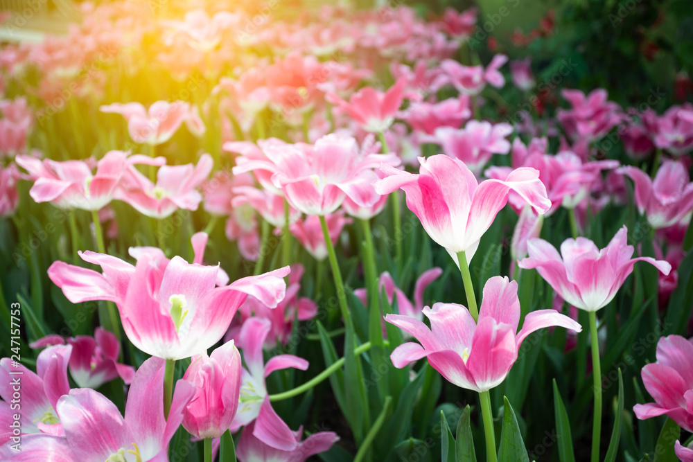 Pink tulips flower blooming blossom with sunshine morning in the botanic garden. Pink tulips flower blooming blossom with sunshine morning in the botanic garden.