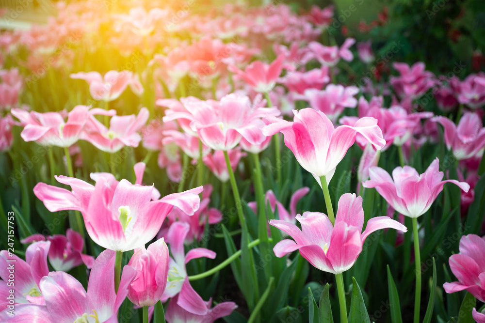 Pink tulips flower blooming blossom with sunshine morning in the botanic garden.