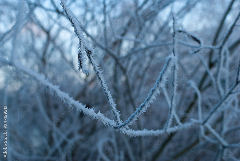 A branch full of frozen dew ice crystals in the early winter morning during sunrise A branch full of frozen dew ice crystals in the early winter morning during sunrise