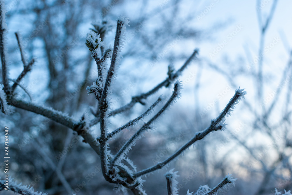A branch full of frozen dew in the early winter morning during sunrise A branch full of frozen dew in the early winter morning during sunrise