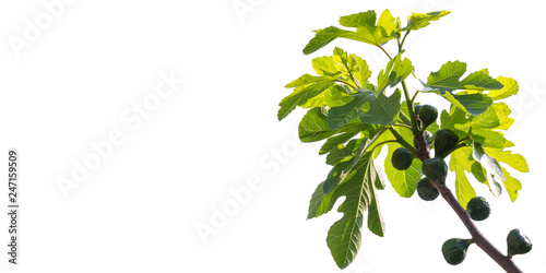 Green figs ripening on a fig tree on white background copyspace
