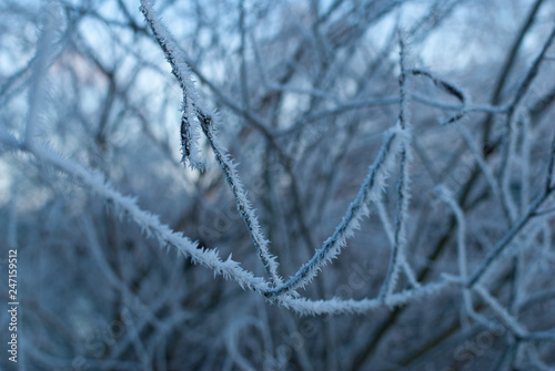 A branch full of frozen dew ice crystals in the early winter morning during sunrise