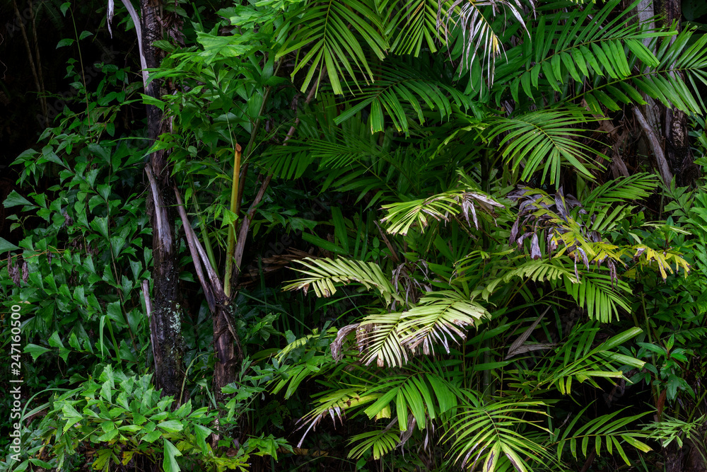 Forest growth trees,nature green trees rainforest for background Forest growth trees,nature green trees rainforest for background