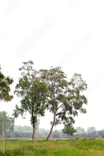 Big tree and green grass isolated on white background