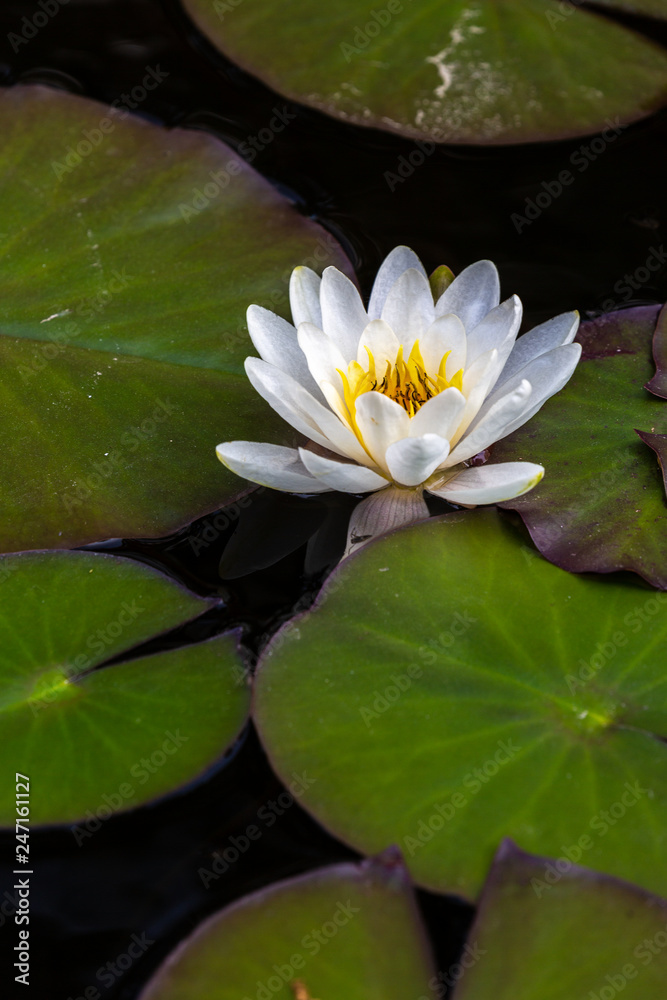 White water lily