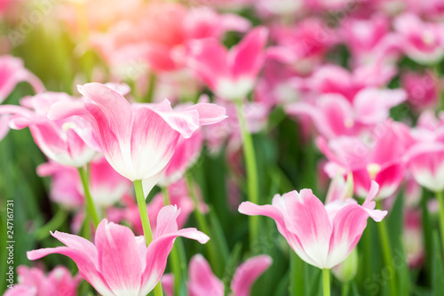 Pink tulips flower blooming blossom with sunshine morning in the botanic garden.