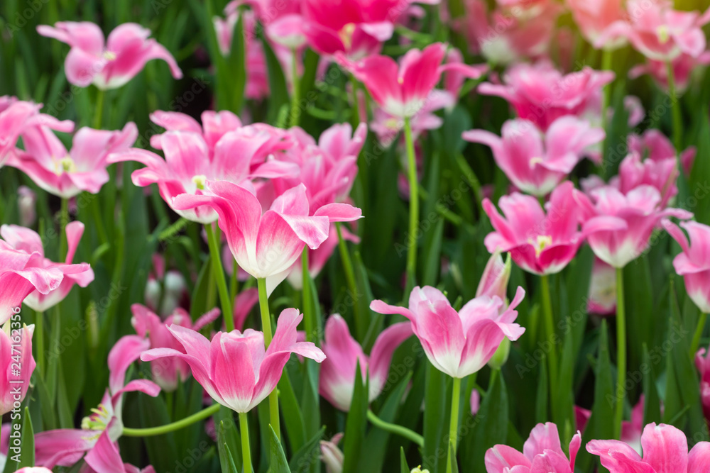 Pink tulips flower blooming blossom with sunshine morning in the botanic garden.