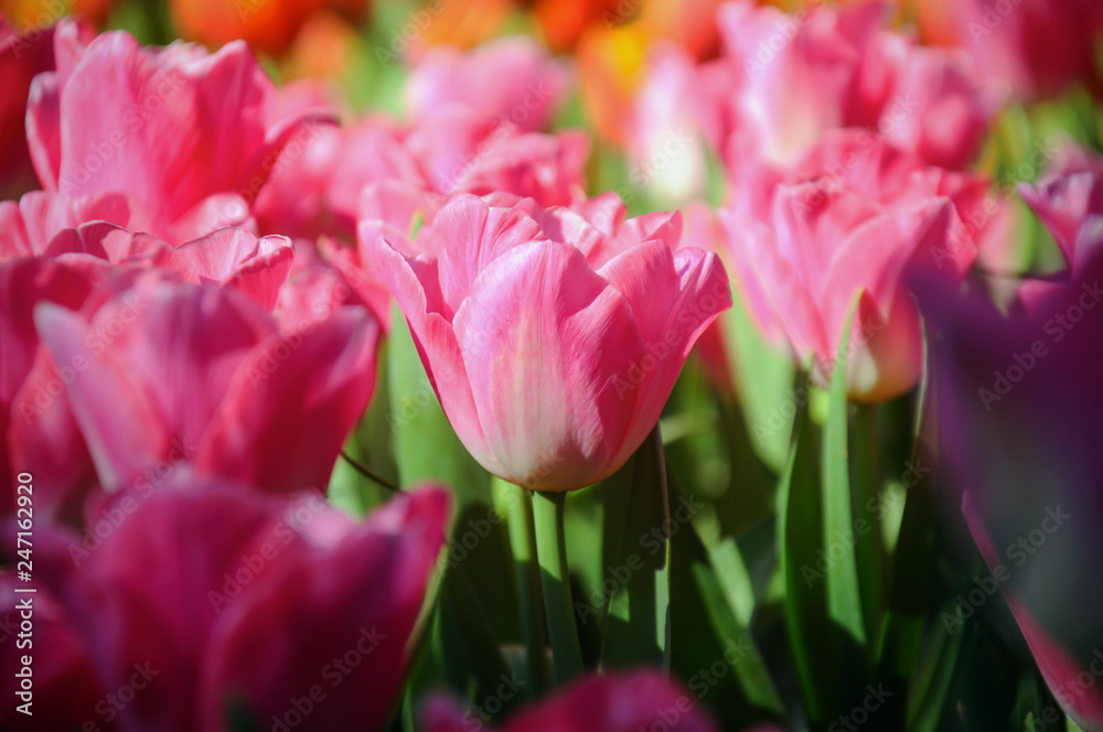 Close up of tulips lit by sunlight