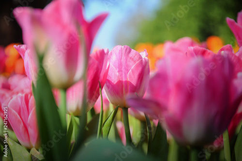 Fototapeta Naklejka Na Ścianę i Meble -  Pink tulips lit by sunlight