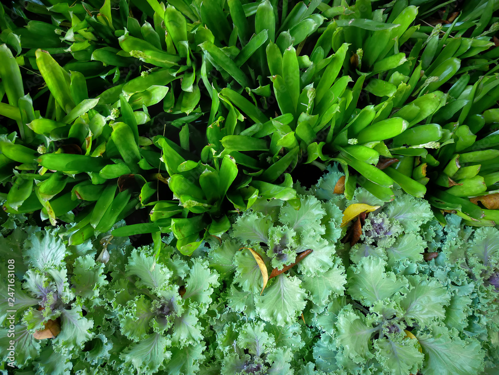 Full Frame Background of Fresh Green Vegetable Full Frame Background of Fresh Green Vegetable