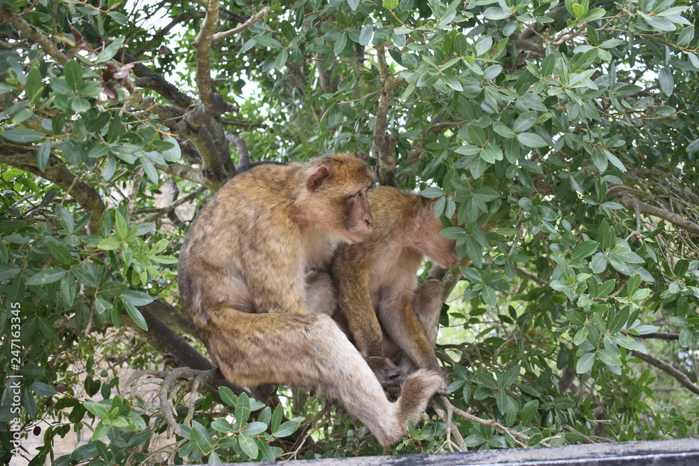 Naklejka premium scimmia7