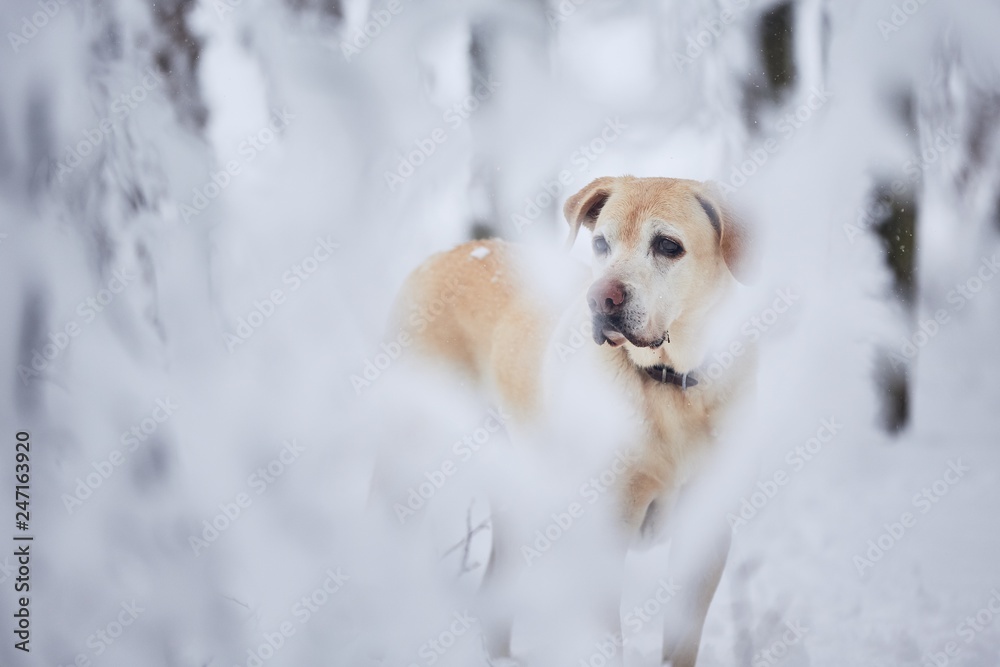 Dog in snow covered forest